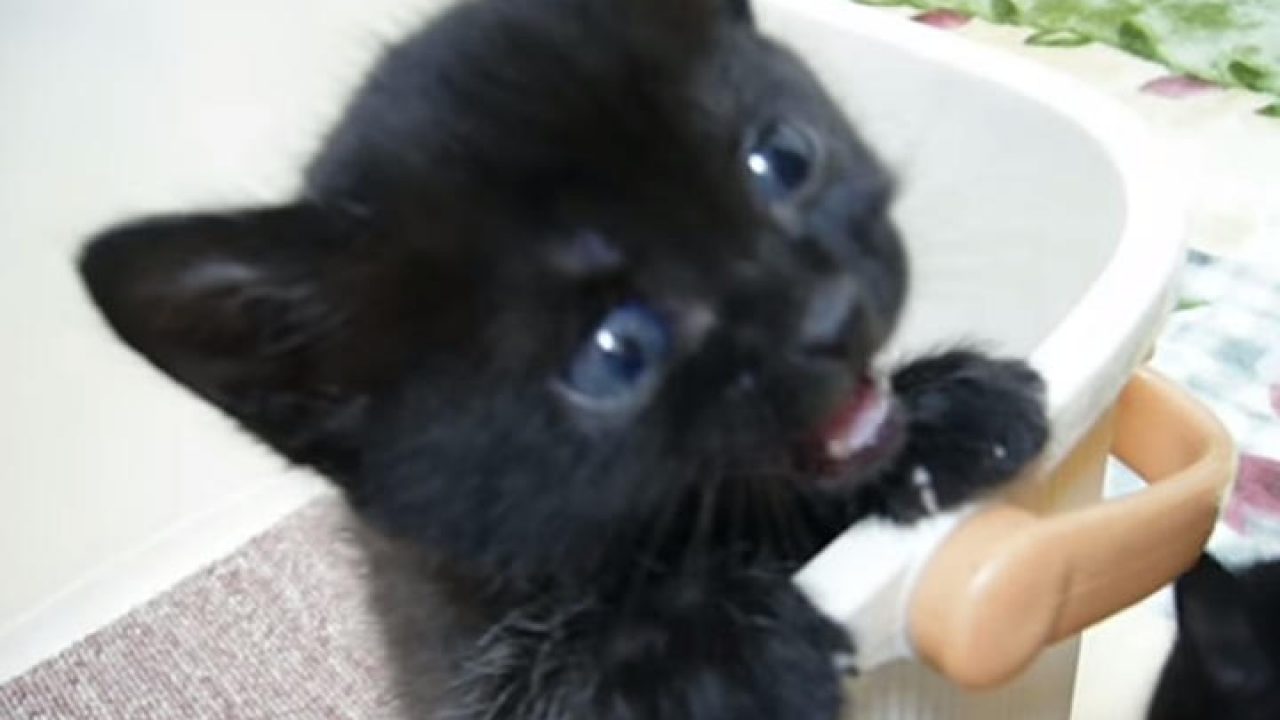 保護された黒猫ちゃん キレイな目とカワイイ声に悩殺される 笑える 泣ける おもしろ動画 犬 猫